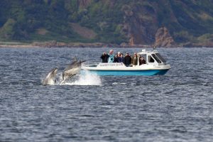 Dolphins & Tour Boat - credit to Charlie Phillips WDC