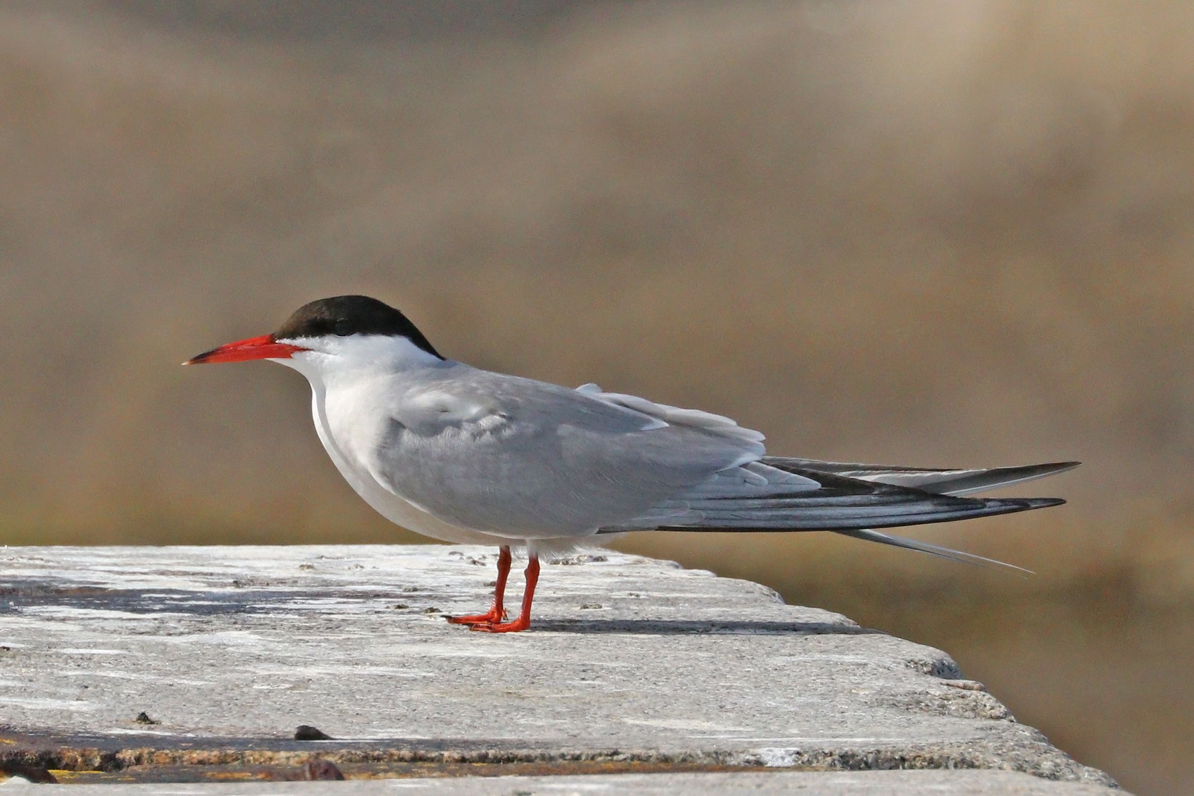 Common tern - Scotlink