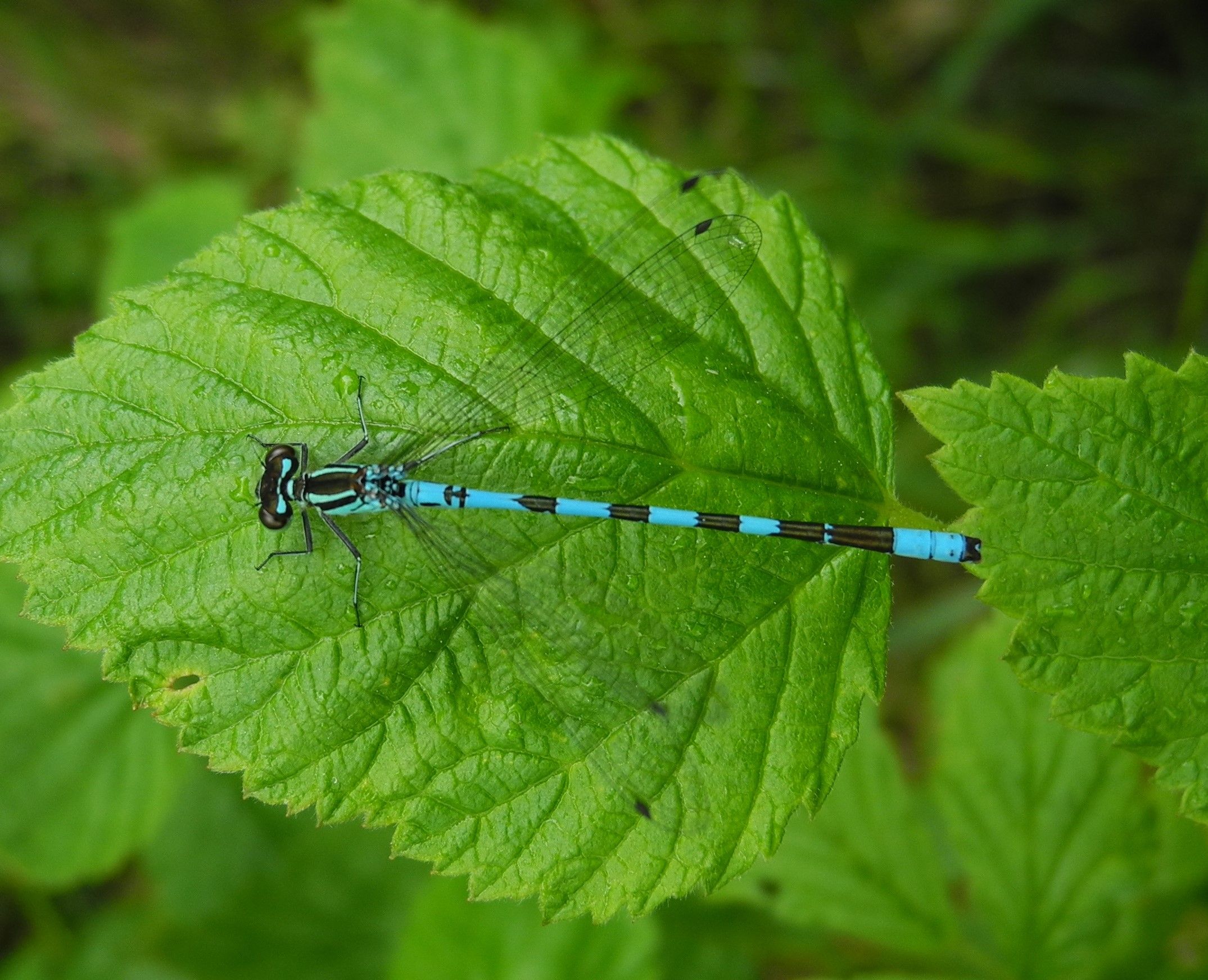 Image of a Northern Damselfly resting on a leaf
