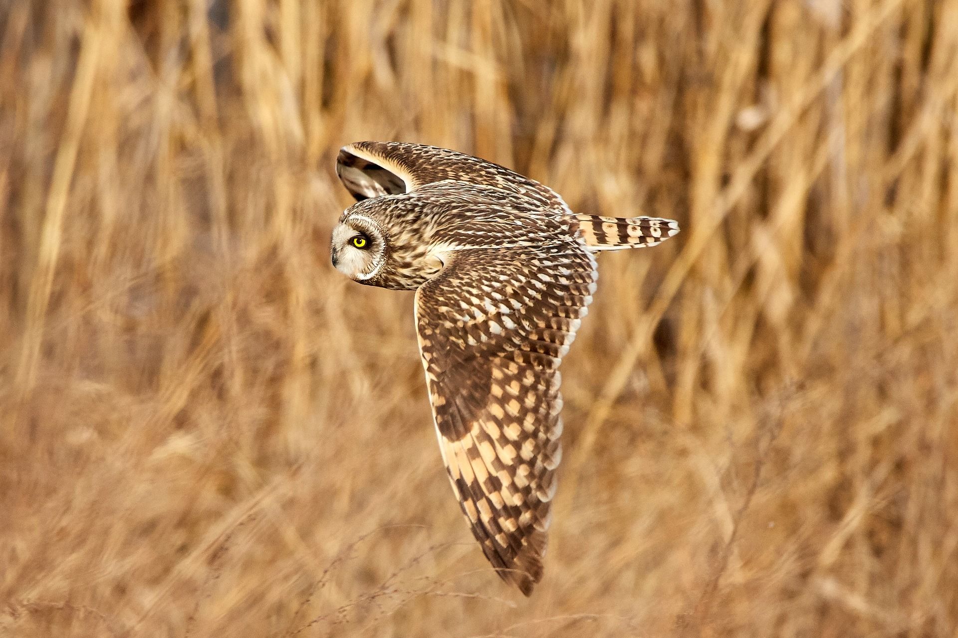 Image of a short-eared owl