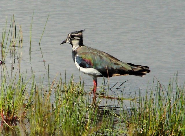 Lapwing - Scotlink