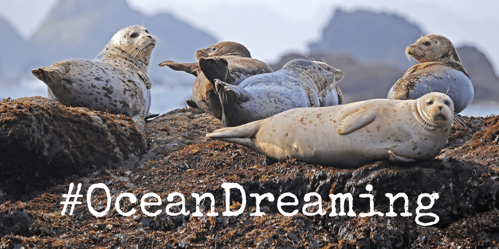 Ocean Dreaming Photo Competition - Scotlink