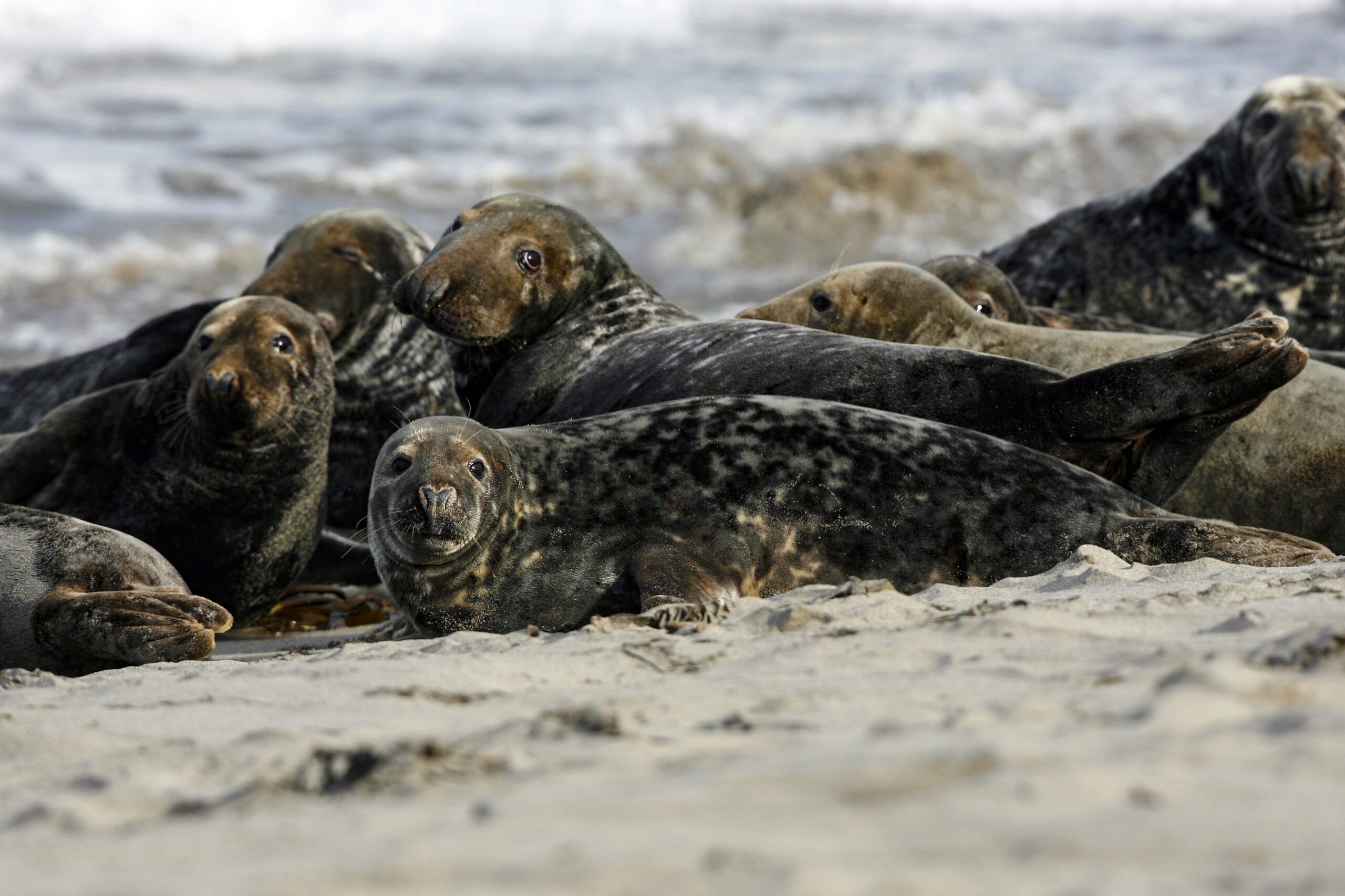Grey seals on a beach in Caithness