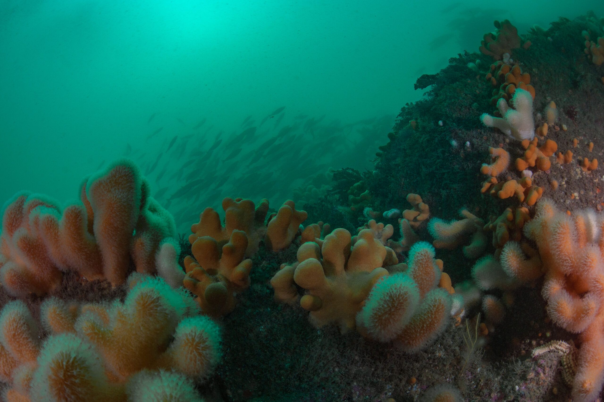 A rocky reef with dead man's fingers and shoaling fish in Loch nam Madadh, North Uist