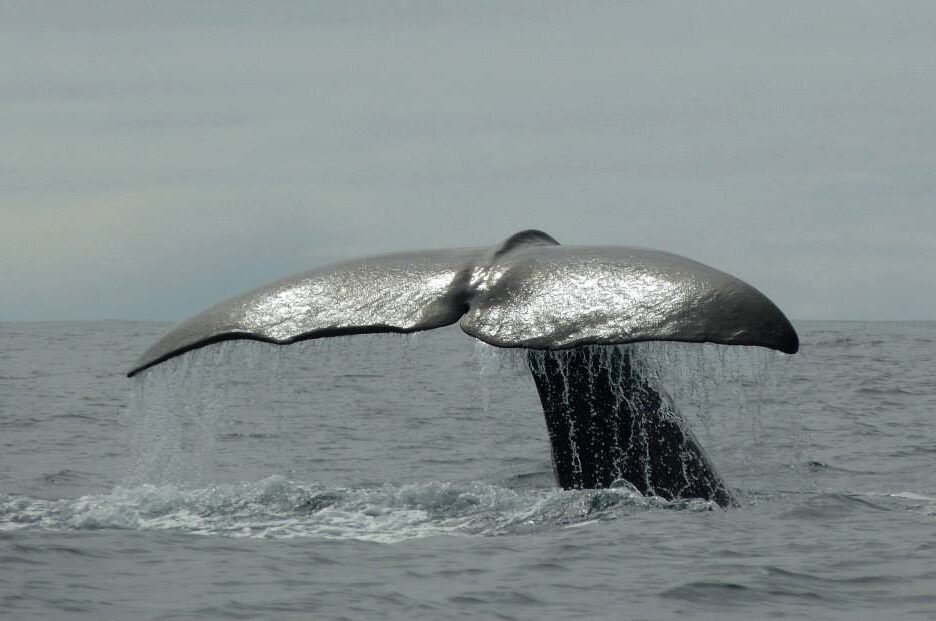 C-Cath-Bain-Sperm-Whale-aspect-ratio-540-358