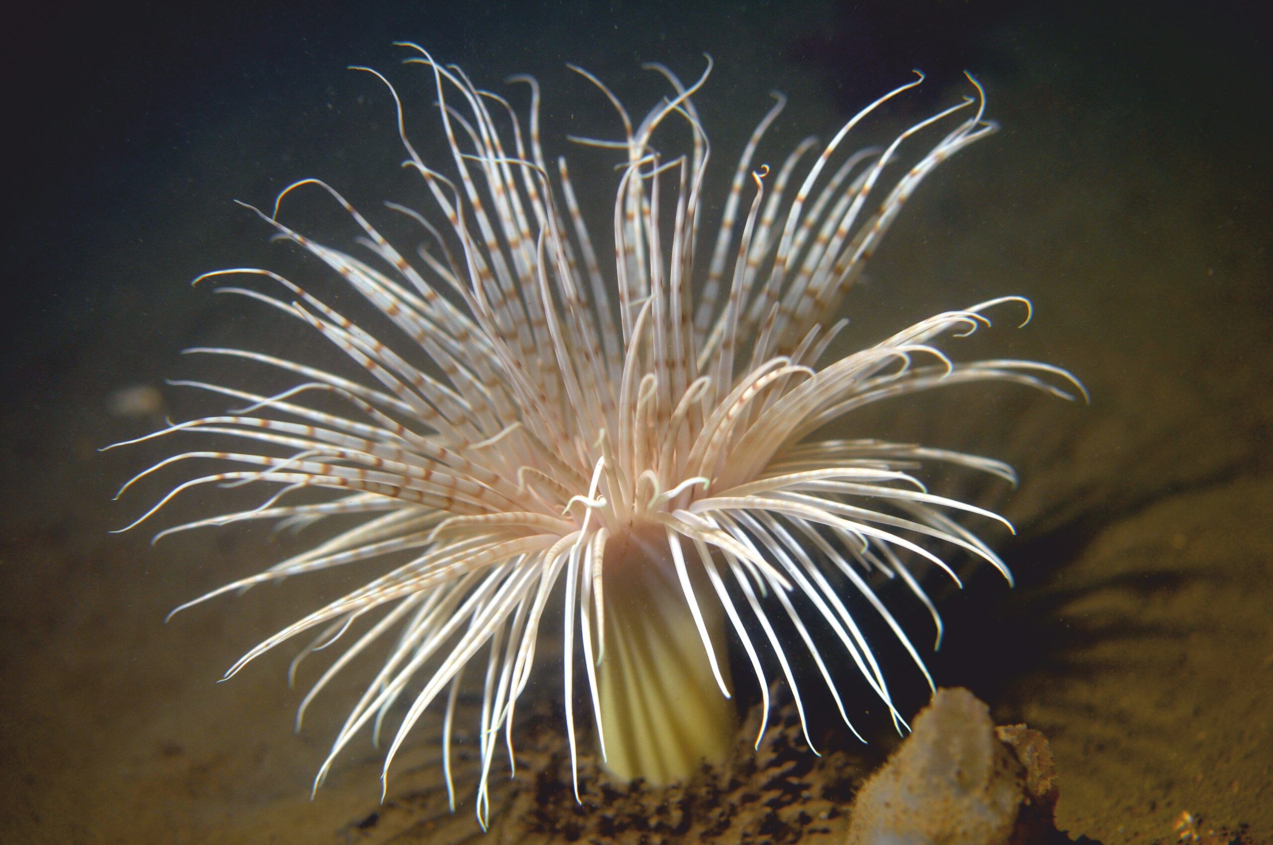 A firework anemone in the deep sea