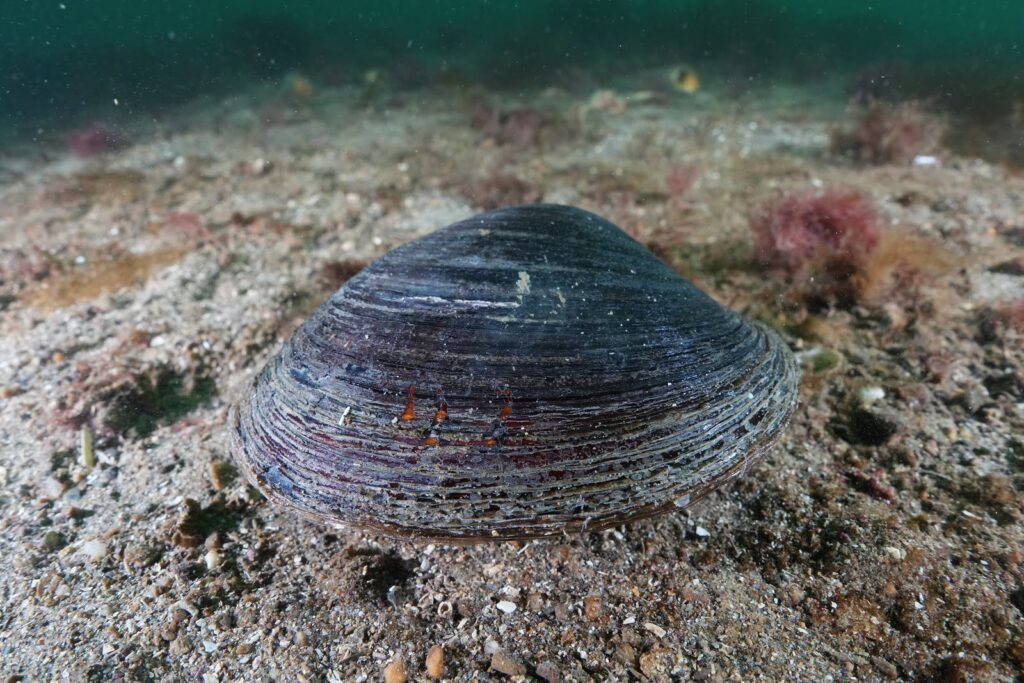 An ocean quahog on the seabed