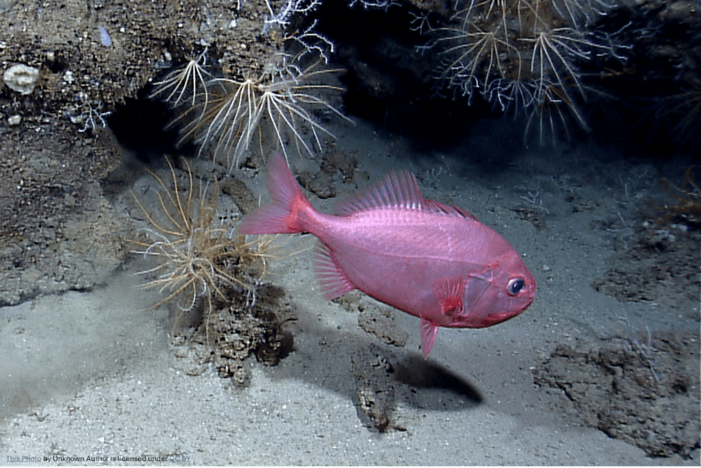 An pinkish orange fish - the orange roughy - swimming close to the seabed