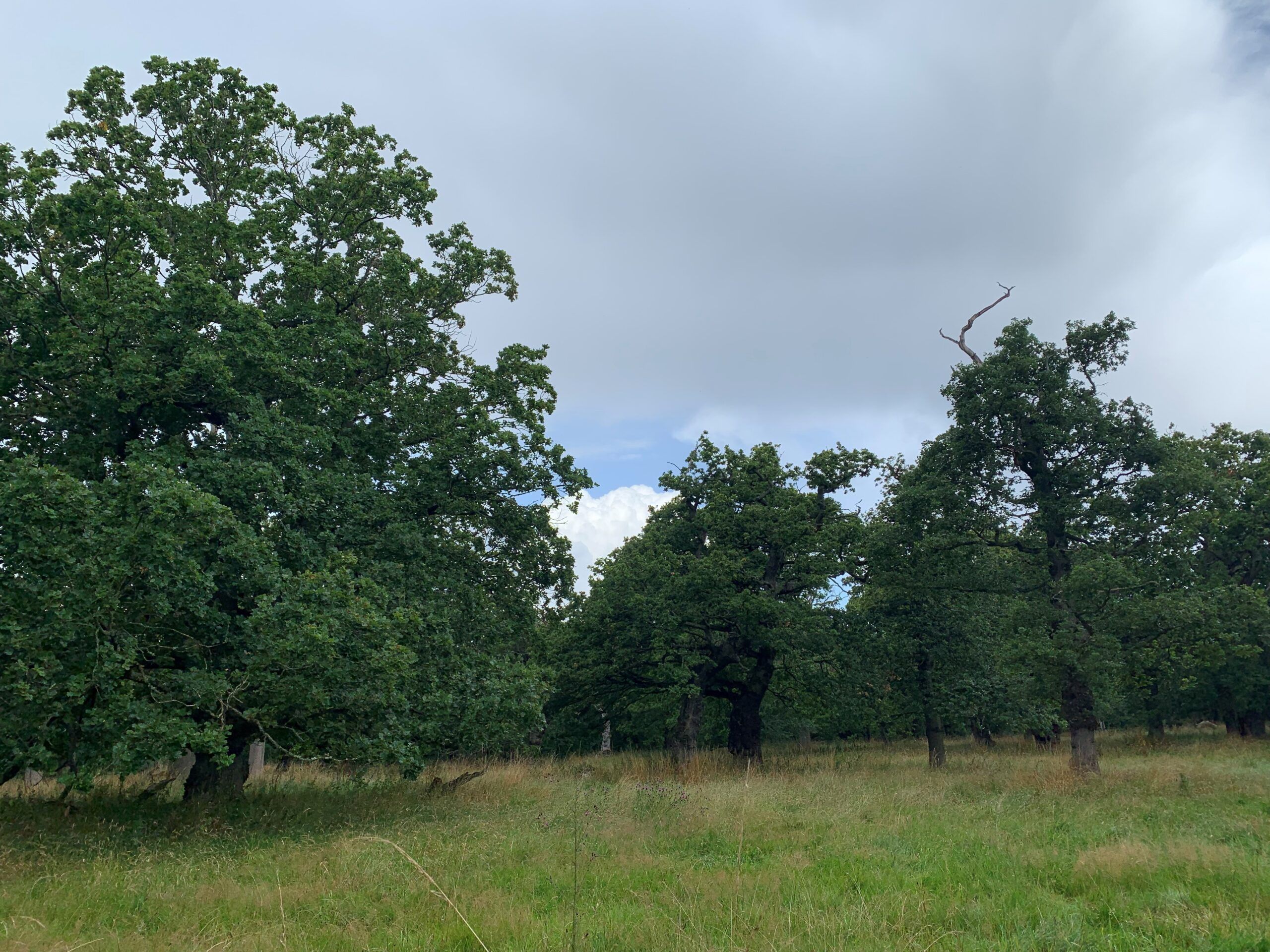 Image of an ancient oak woodland