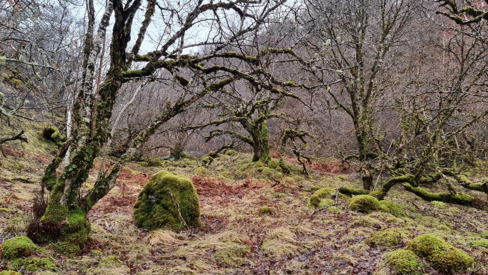 Image of an ancient woodland in winter