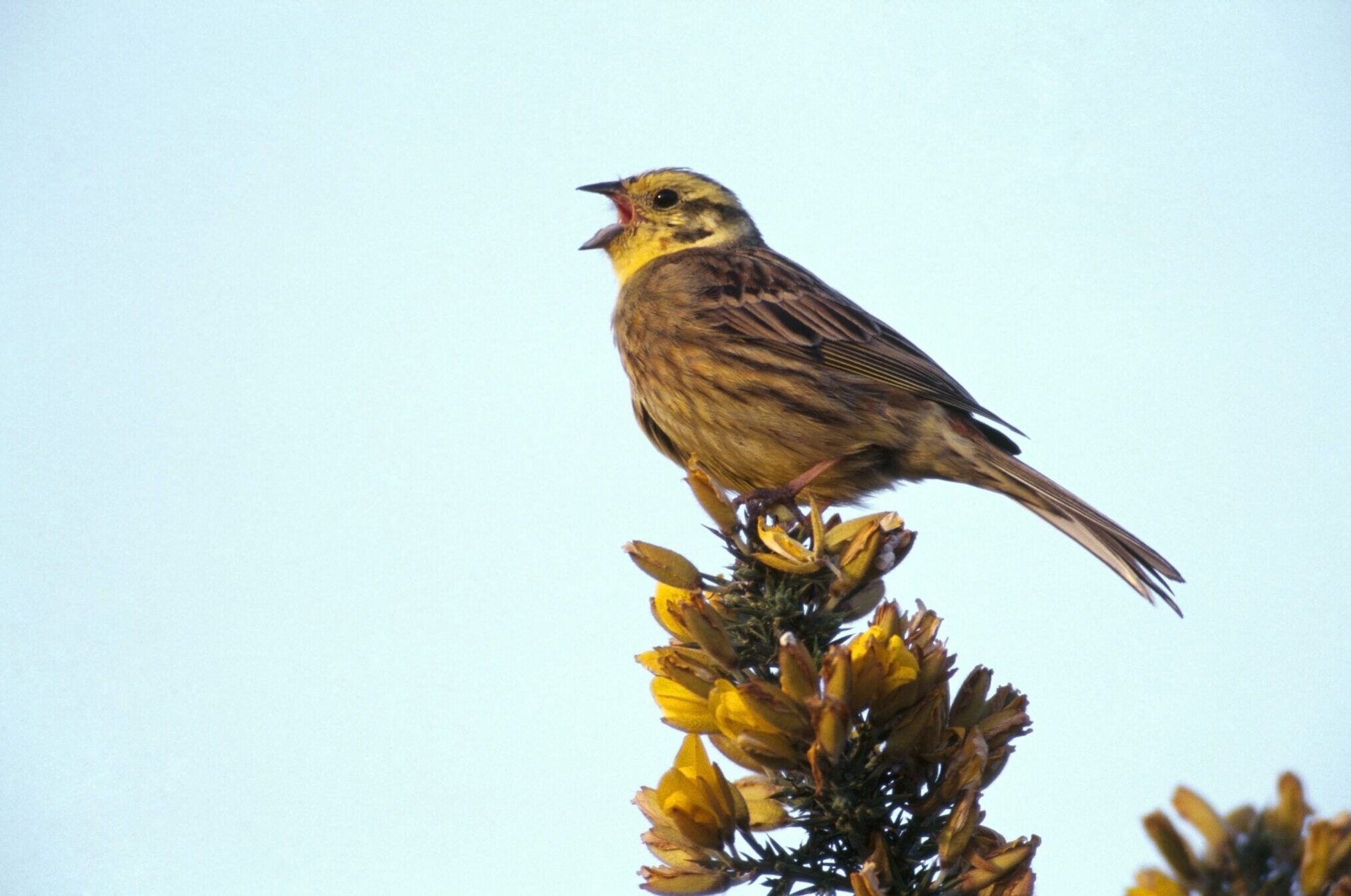 Yellowhammer-Chris-Gomersall-rspb-images.com_-2048x1349-1-aspect-ratio-540-358