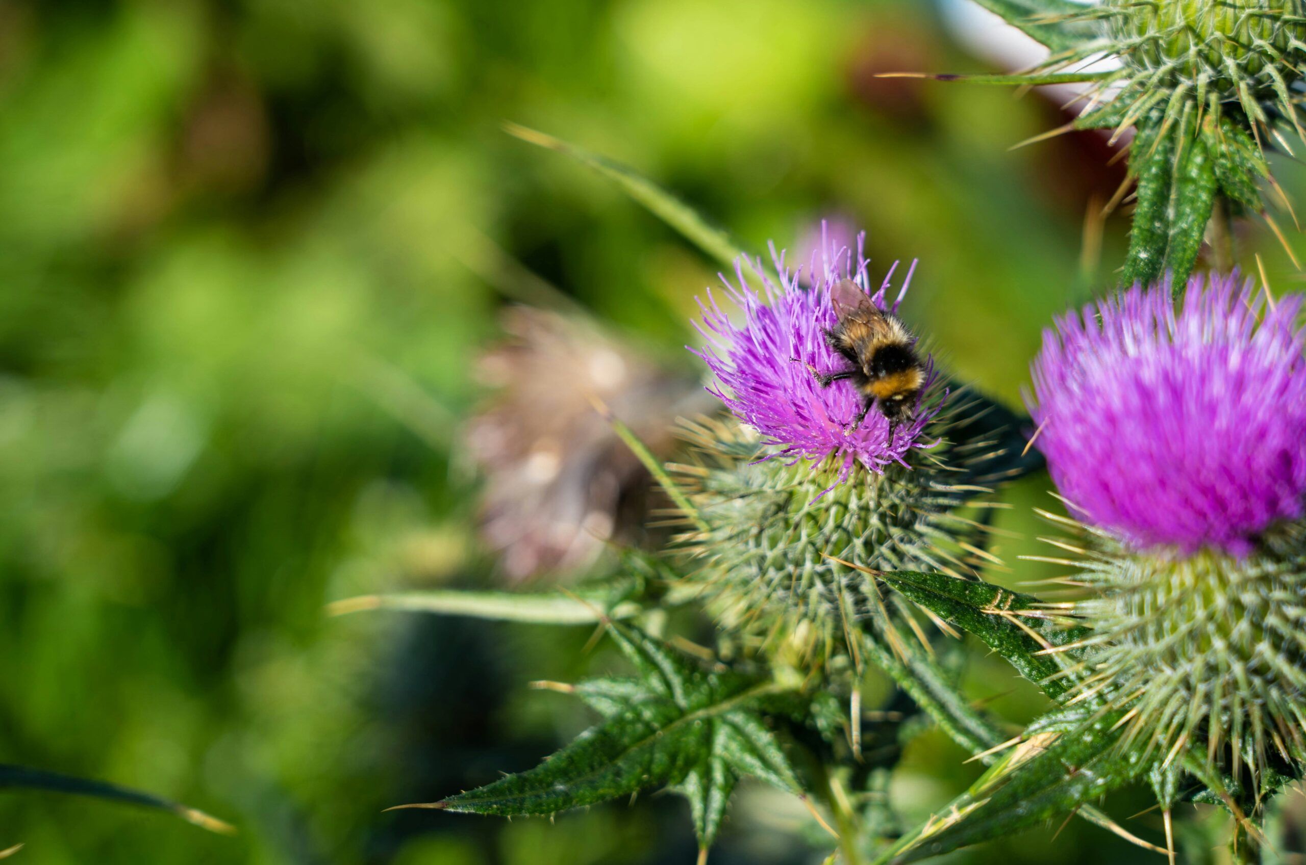 scotland-VIta3RTOT1c-unsplash-scaled-aspect-ratio-540-358