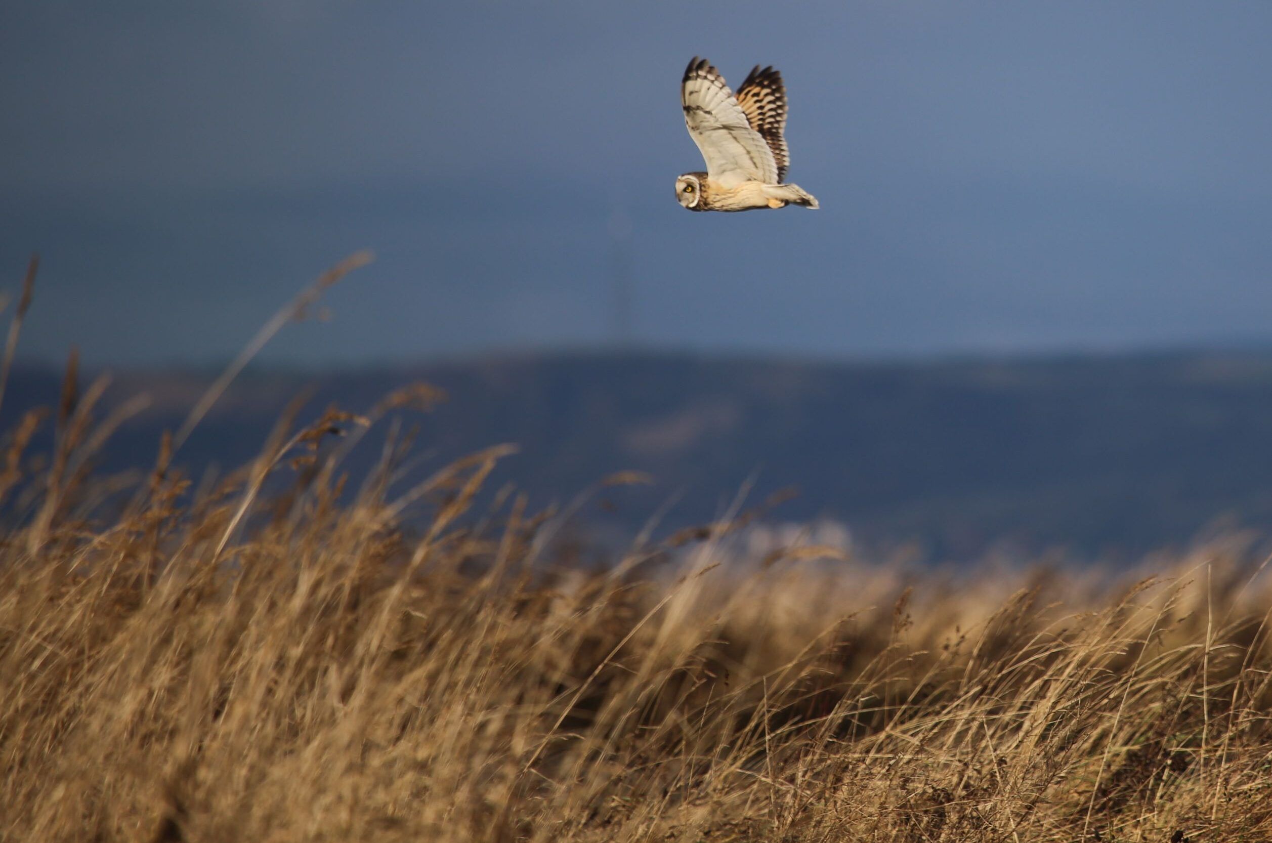 A short eared owl flying