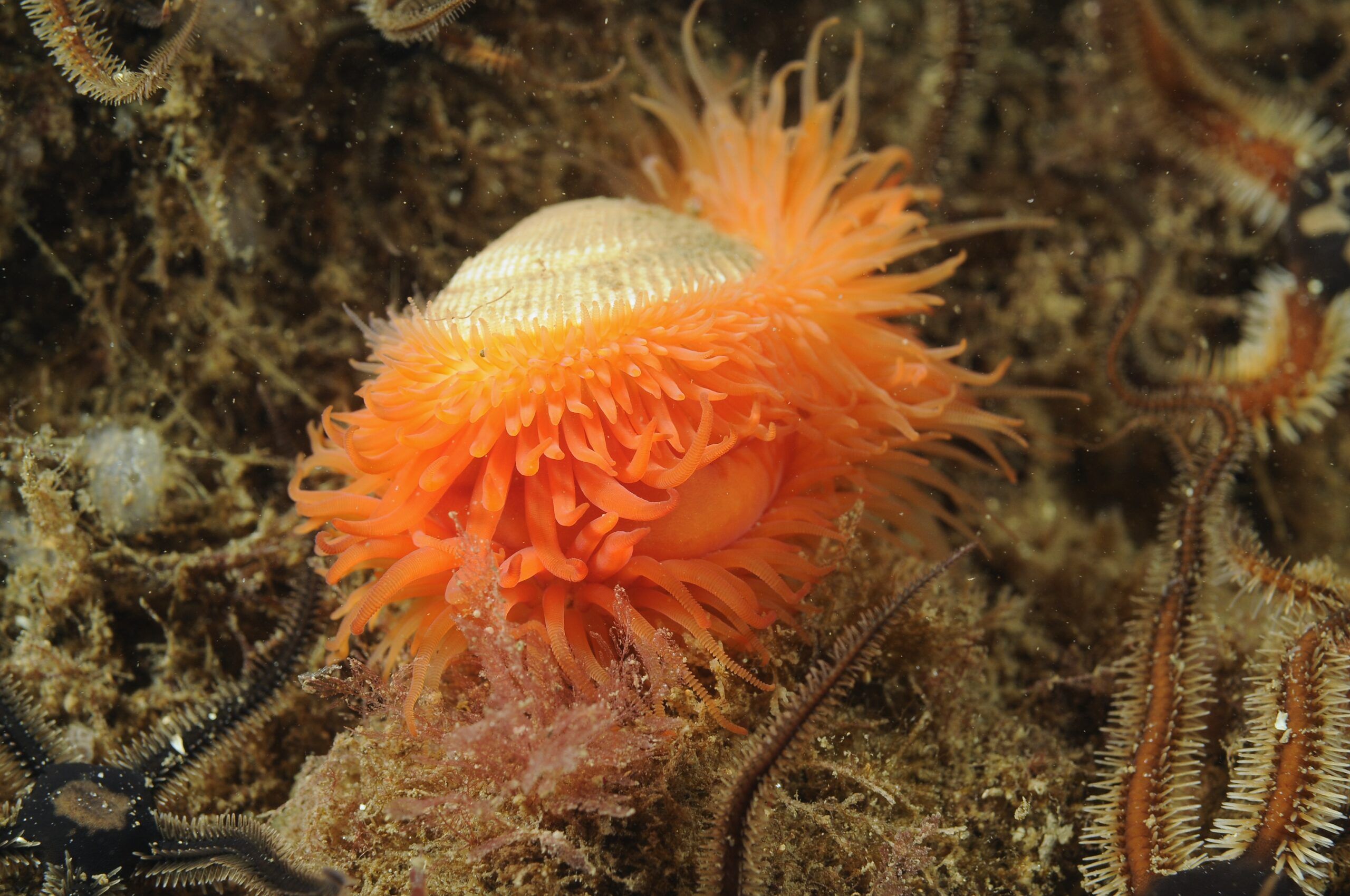 An orange flameshell underwater