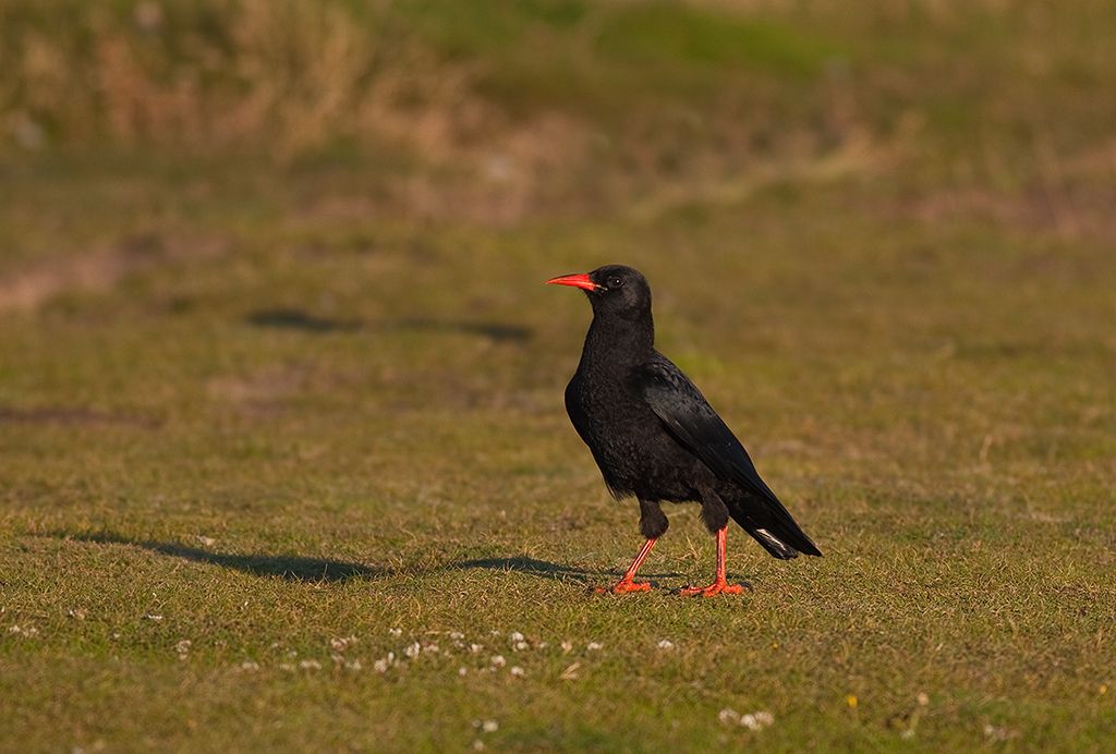 Red-billed Chough standing on a patch of grass.