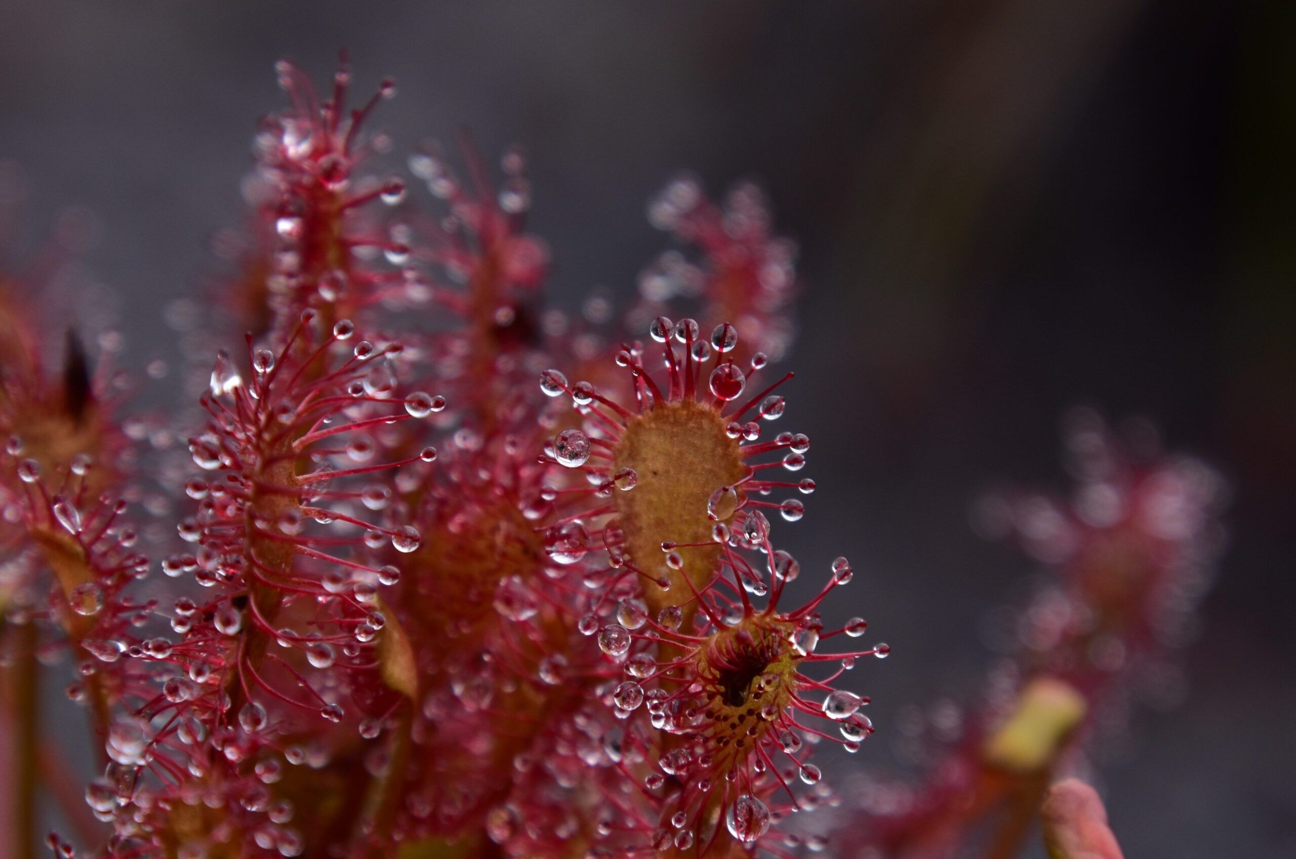 sundew-Calum-McLennan-scaled-aspect-ratio-540-358