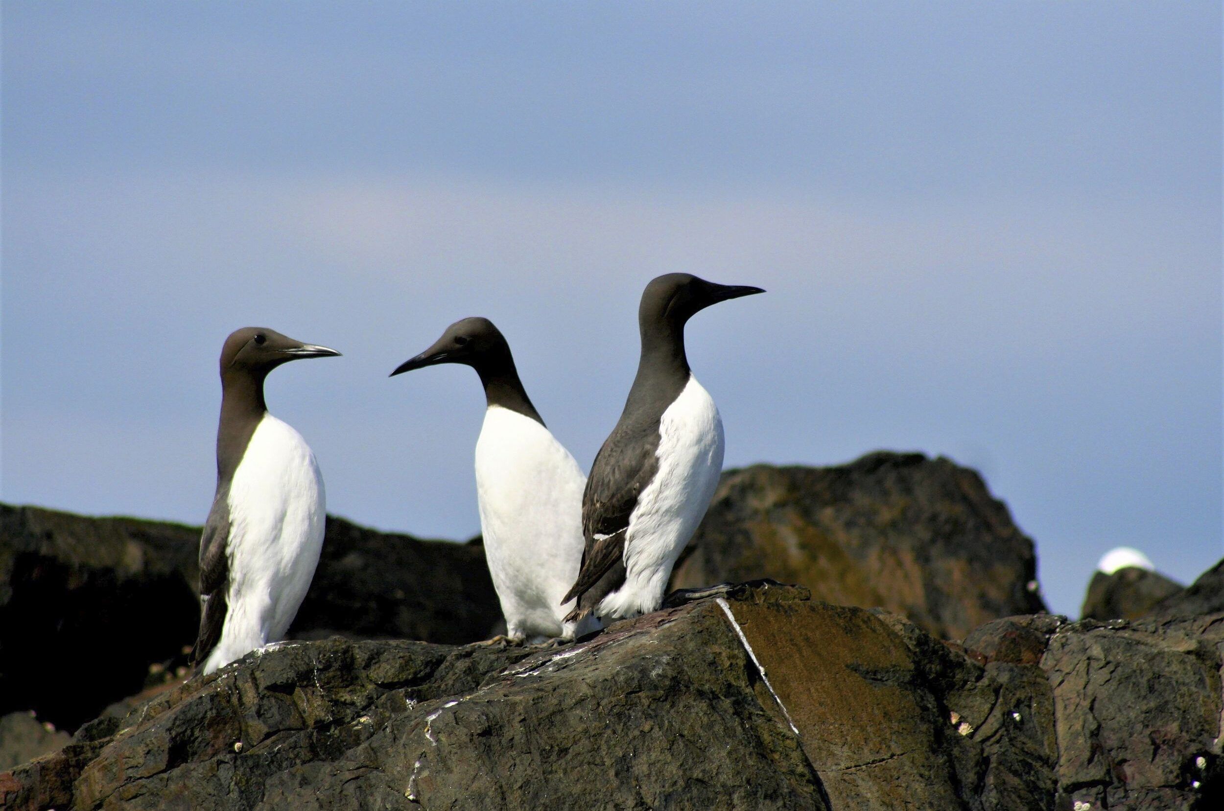 Guillemots-Paul-Turner-aspect-ratio-540-358