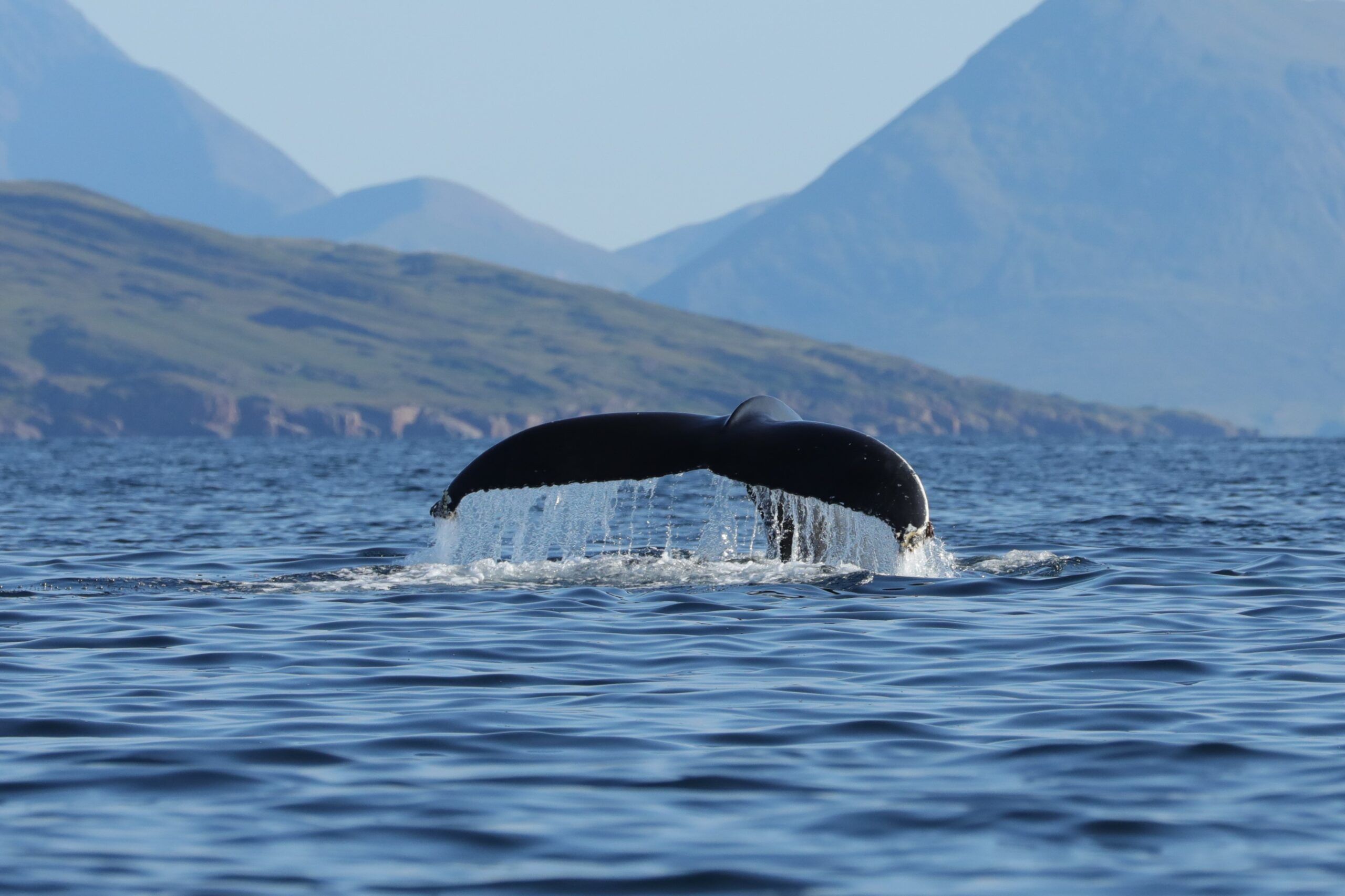 A humpback whale's tail emerging from the ocean with land in the background